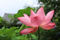 逗子のあおば塾　夏期面談期間中